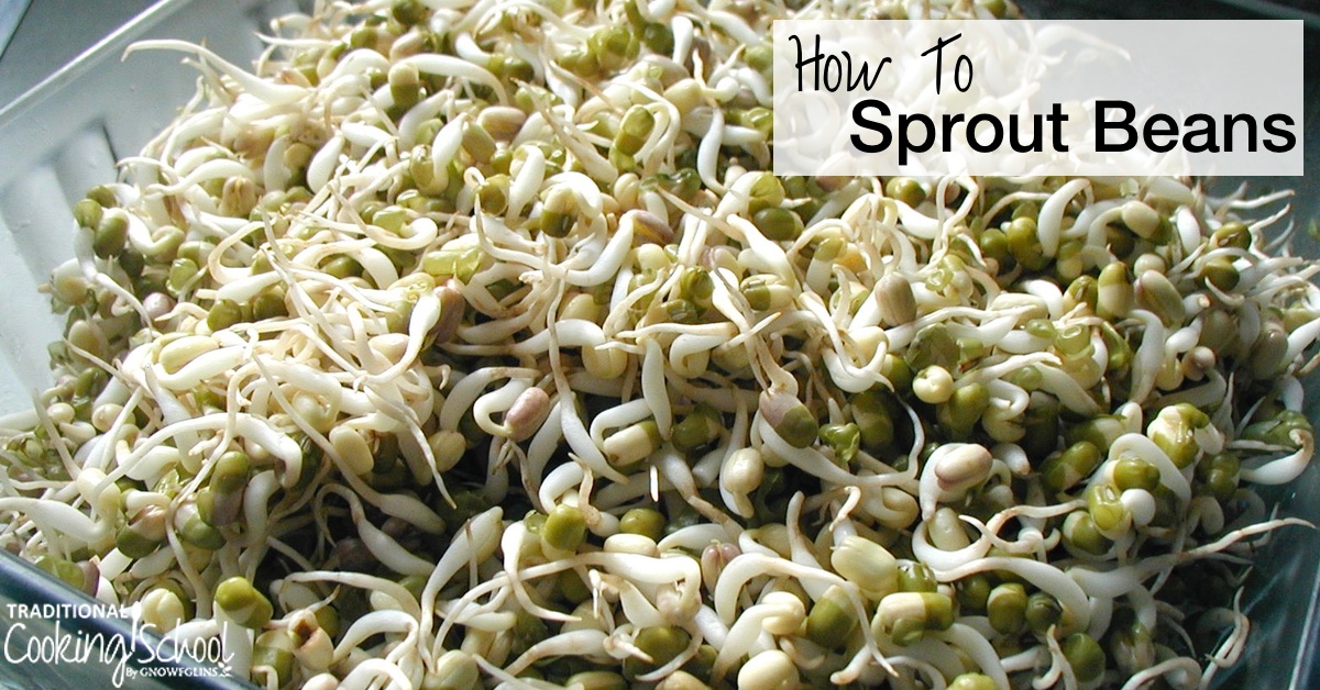 How To Sprout Beans: Lentils, Mung Beans & Chickpeas