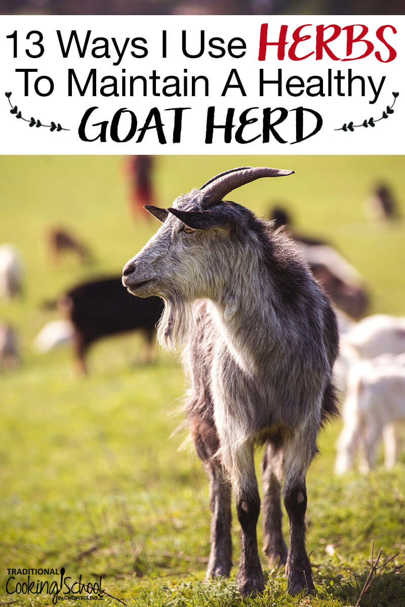 Raising Goats To Be Healthy  Productive How To Keep Goats