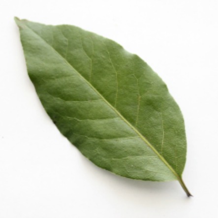 Spotlight On Herbs The Honorable Bay Leaf