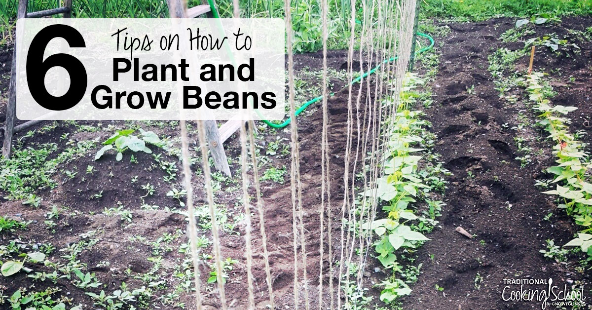 How To Grow Green Beans: 6 Tips