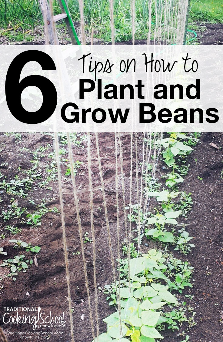 How To Grow Green Beans: 6 Tips