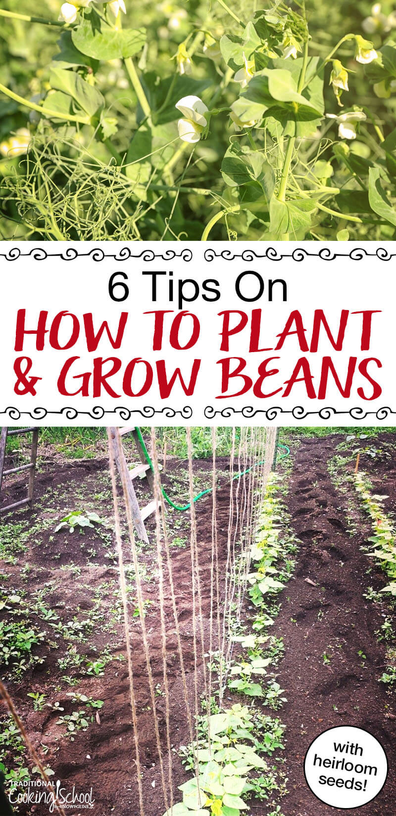 how-to-grow-green-beans-6-tips