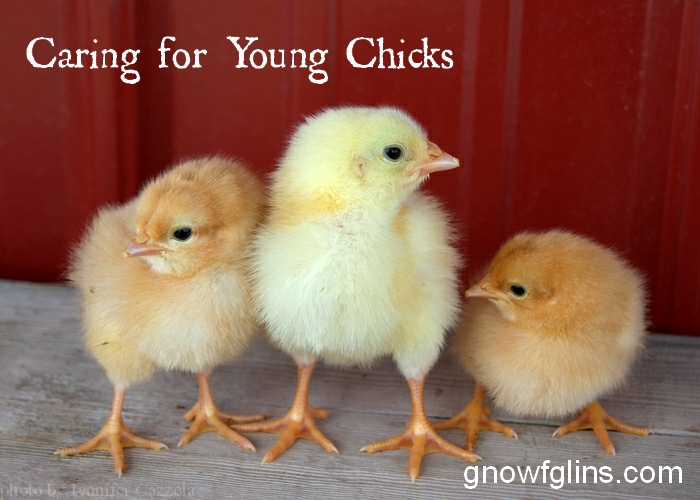 Raising Poultry What You Need To Know To Care For Young Chicks