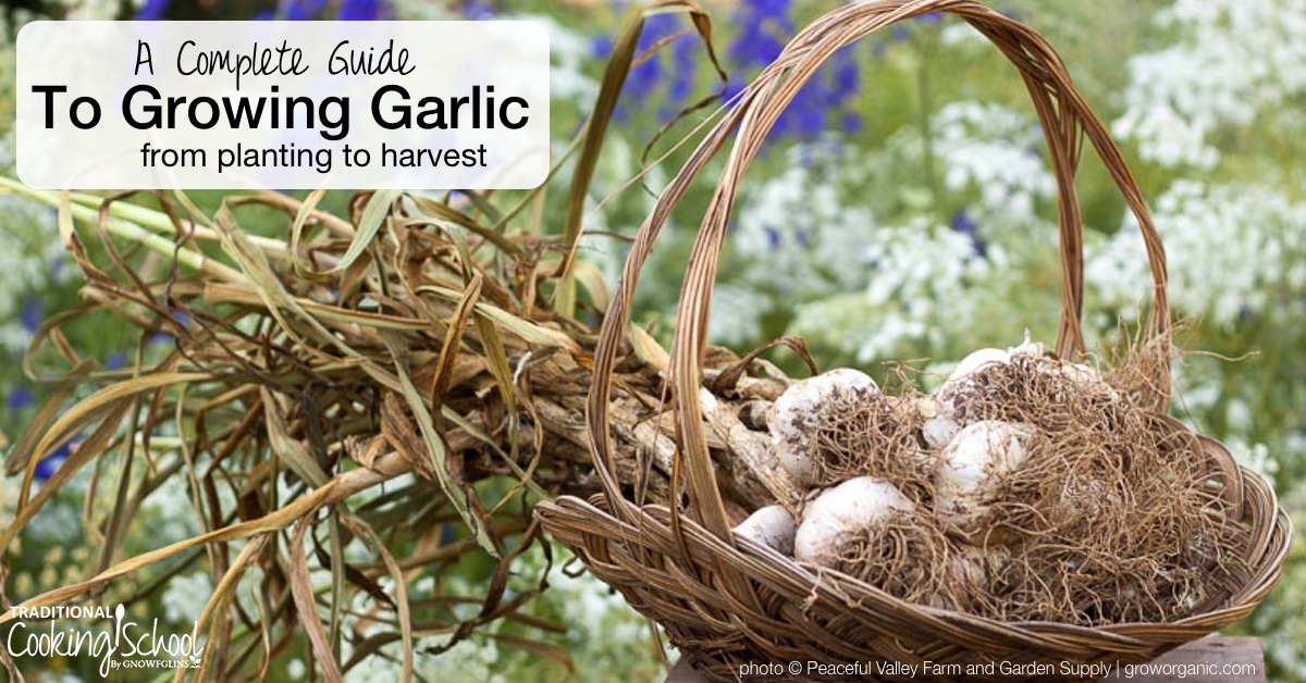 Your Complete Guide To Growing Garlic From Planting To Harvest   Guide To Growing Garlic Traditional Cooking School GNOWFGLINS Open Graph 