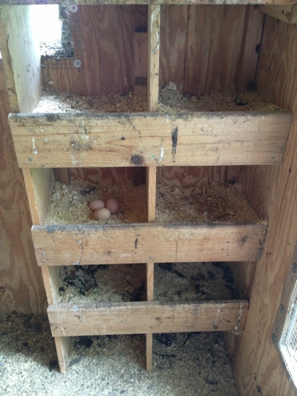 Our Homemade Chicken Coop