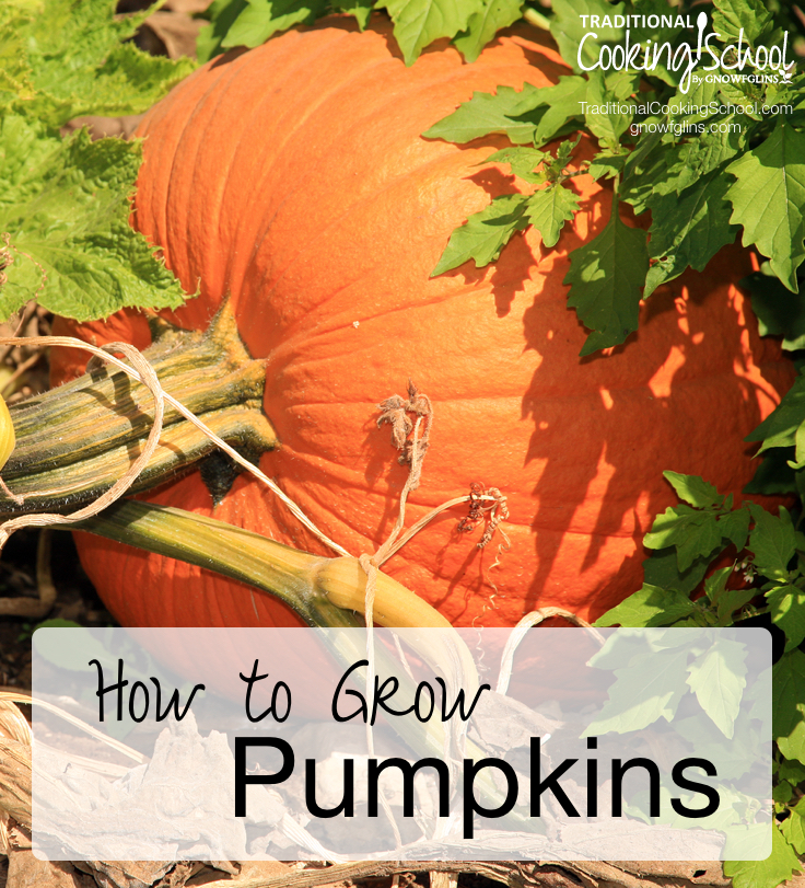 Tips On How To Grow Pumpkins