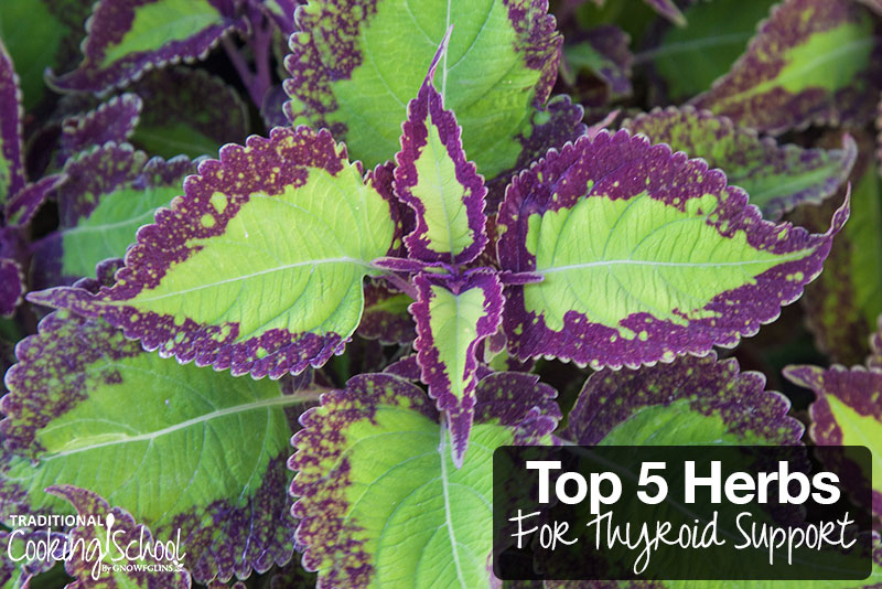 Top 5 Herbs For Thyroid Support | Traditional Cooking School