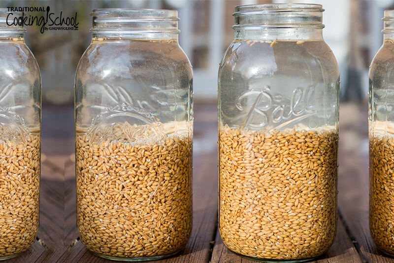 four mason jars of sprouted grains