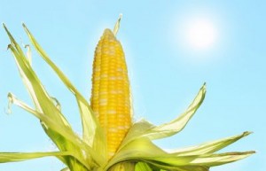 Corn in the sun