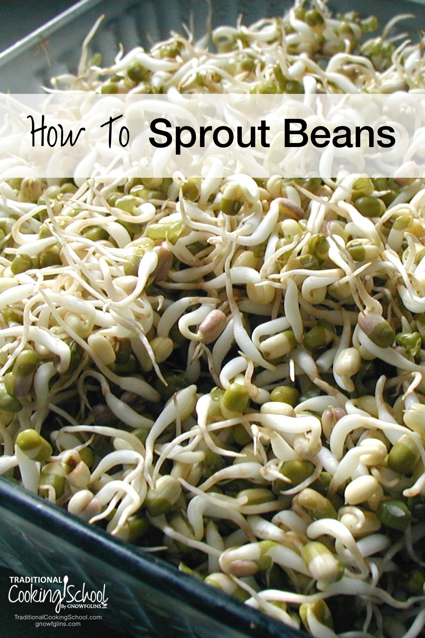 How To Sprout Beans | Beans are among the easiest of foods to sprout, and doing so helps to pre-digest them. Some (like lentils) can be eaten raw, though most people will digest beans best they're lightly steamed or cooked. Here are very easy directions for sprouting, and you'll find more inside our unlimited classes. | TraditionalCookingSchool.com