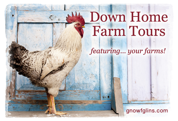 Homespun Chick Farm Tour | We're heading down home... to your farms! Urban, suburban, or rural -- whatever you're growing and doing, we want to see it. Today you get to visit Tami and family from Missouri. She and her family share 28 acres with chickens, ducks, guinea, alpaca, rabbits and gardens. | TraditionalCookingSchool.com