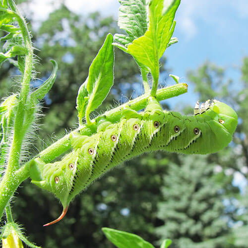 "Summer is right around the corner and with it some of our favorite garden vegetables: tomatoes, peppers, cucumbers, zucchini, to name just a few. But summer also brings some of the garden’s most notorious pests whom, if left out of control, will devour those vegetables before they have a chance to make it to our table. Today I’m sharing a few of the pests we’ve encountered the most often in our zone 6b garden, and what’s worked for us to combat them naturally." | TraditionalCookingSchool.com