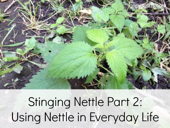 Stinging Nettle Part 2: Using Nettle in Everyday Life | You'll love the ideas shared on how you can use this useful herb in your kitchen. You can purchase dry nettle leaves or I’ll show you how to gather your own and dry them at home. | TraditionalCookingSchool.com