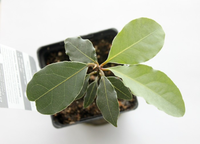 Spotlight on Herbs: Bay Leaf | The humble bay leaf -- cultivated since the beginning of recorded history, used as a symbol of honor in Ancient Greek and Roman culture, and one of the most widely used culinary herbs in both Europe and North America. Living in a cold northern climate where bay laurel trees must be grown indoors, it took me two years to find one to add to my indoor garden, and (thankfully) it was one of the few plants that survived our recent move and continues to thrive with nothing but a sunny window for light! | TraditionalCookingSchool.com