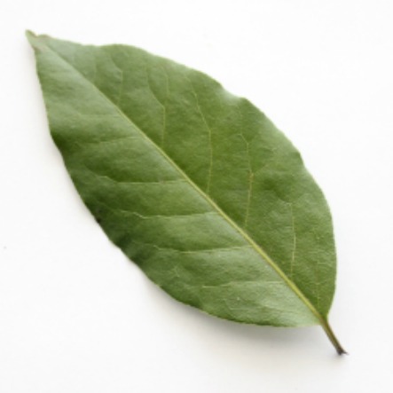 Spotlight on Herbs: Bay Leaf | The humble bay leaf -- cultivated since the beginning of recorded history, used as a symbol of honor in Ancient Greek and Roman culture, and one of the most widely used culinary herbs in both Europe and North America. Living in a cold northern climate where bay laurel trees must be grown indoors, it took me two years to find one to add to my indoor garden, and (thankfully) it was one of the few plants that survived our recent move and continues to thrive with nothing but a sunny window for light! | GNOWFGLINS.com