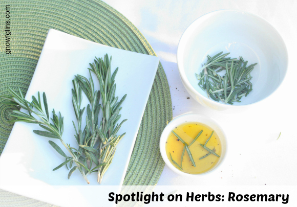 Spotlight on Herbs: Rosemary | Rosemary is one of my favorite winter-time herbs. With the cold weather and low light levels of the winter months, very few herbs will grow here, inside or out. Although I long for a full kitchen herb garden that provides fresh herbs all year long (perhaps with the aid of a grow light) for now I have to be content with what will survive in front of a sunny window. | GNOWFGLINS.COM