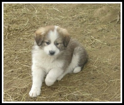 Raising A LGD -- The First Year | January 5th marked one year since Mindy, our Great Pyrenees/Karakachan dog, came to live with us at Hickory Cove Farm. I thought and prayed about getting a livestock guardian dog for quite a while. I thought that I would sit back and observe, read others' tips and stories, ask a few questions, and keep an eye out for an available puppy with the right and location. Then one day, Mindy's picture showed up in the group, and I melted. | TraditionalCookingSchool.com