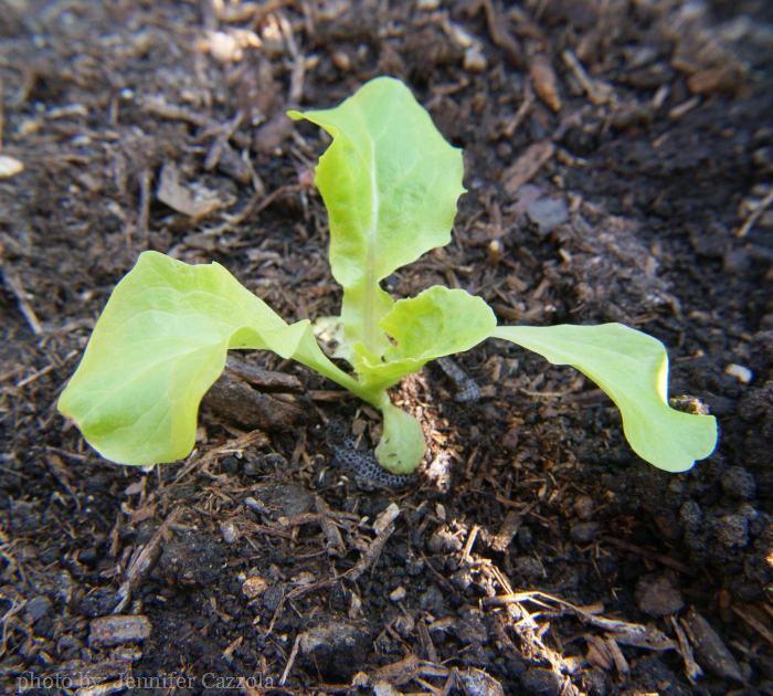 If you’re serious about gardening, the growing season never really comes to an end. Something always needs to be done even, in the dead of winter. On our homestead, once the holidays are over, it is time to turn our attention to the upcoming spring planting season, which actually starts several weeks in advance of spring. The first item on my agenda is to start my own transplants. Here are my best tips.| TraditionalCookingSchool.com