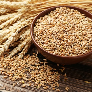 Are Grains Okay When Healing The Gut? | I'm really, really pleased to focus our attention on a question I often get asked -- is it okay to eat grains if I'm trying to heal my gut? I asked nutritional therapist Lydia Shatney, teacher of the online class Heal Your Gut, to step in and help us really understand this issue. | TraditionalCookingSchool.com