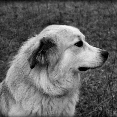 Raising A LGD -- The First Year | January 5th marked one year since Mindy, our Great Pyrenees/Karakachan dog, came to live with us at Hickory Cove Farm. I thought and prayed about getting a livestock guardian dog for quite a while. I thought that I would sit back and observe, read others' tips and stories, ask a few questions, and keep an eye out for an available puppy with the right and location. Then one day, Mindy's picture showed up in the group, and I melted. | GNOWFGLINS.com