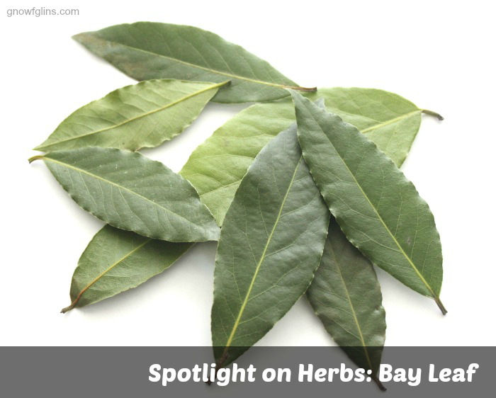 Spotlight on Herbs: Bay Leaf | The humble bay leaf -- The humble bay leaf — cultivated since the beginning of recorded history, used as a symbol of honor in Ancient Greek and Roman culture, and one of the most widely used culinary herbs in both Europe and North America. | TraditionalCookingSchool.com