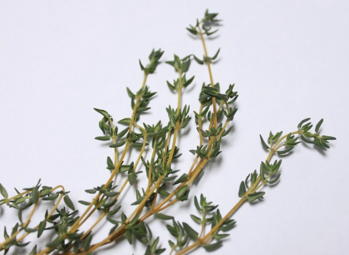 Spotlight on Herbs: Thyme | Since winter is still firmly upon us, it's a wonderful time to think about thyme. Not only is it a great flavoring in all of the warm soups, stews, and roasts we're busy cooking, but it's a natural healer of colds, coughs, and sore throats. Thyme is an important addition to any kitchen or medicinal herb garden! | TraditionalCookingSchool.com