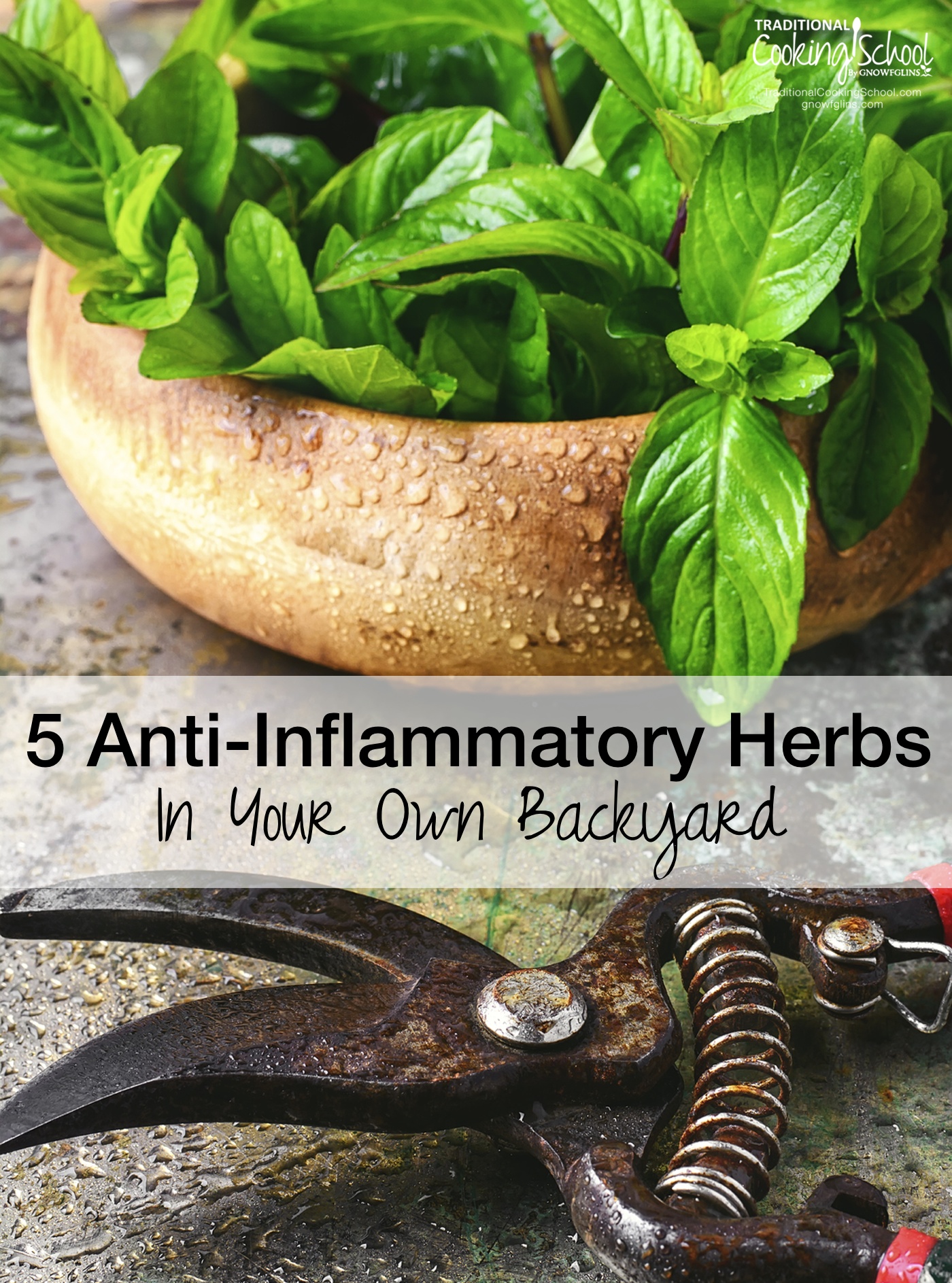 5 Anti-Inflammatory Herbs In Your Own Backyard | One of the reasons I love herbs so much is because of their ability to take care of every day symptoms. Here are 5 seemingly common plants that are anything but common when it comes to reducing inflammation and relieving swelling and pain. | TraditionalCookingSchool.com