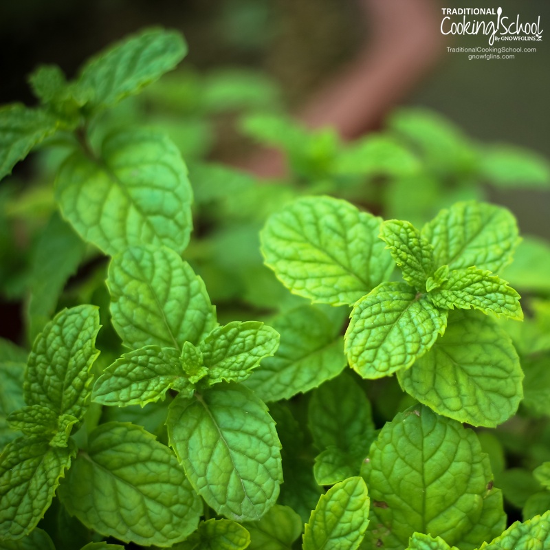 5 Anti-Inflammatory Herbs In Your Own Backyard | One of the reasons I love herbs so much is because of their ability to take care of every day symptoms. Here are 5 seemingly common plants that are anything but common when it comes to reducing inflammation and relieving swelling and pain. | TraditionalCookingSchool.com