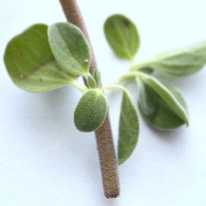 Spotlight on Herbs: Marjoram | I rarely see marjoram in the spotlight. It humbly takes its place next to showier herbs like borage and bay leaf trees, and more popular rosemary and thyme. And yet, year after year, this little plant thrives in both garden and pot. It survives the long winter, basking in the light of a sunny window. With both culinary and medicinal uses, it's an herb that deserves a second look. | GNOWFGLINS.com