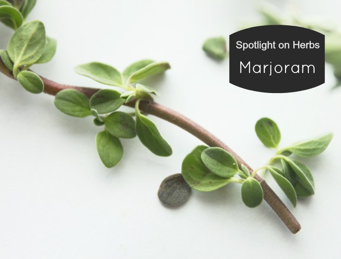Spotlight on Herbs: Marjoram | I rarely see marjoram in the spotlight. It humbly takes its place next to showier herbs like borage and bay leaf trees, and more popular rosemary and thyme. And yet, year after year, this little plant thrives in both garden and pot. It survives the long winter, basking in the light of a sunny window. With both culinary and medicinal uses, it's an herb that deserves a second look. | TraditionalCookingSchool.com