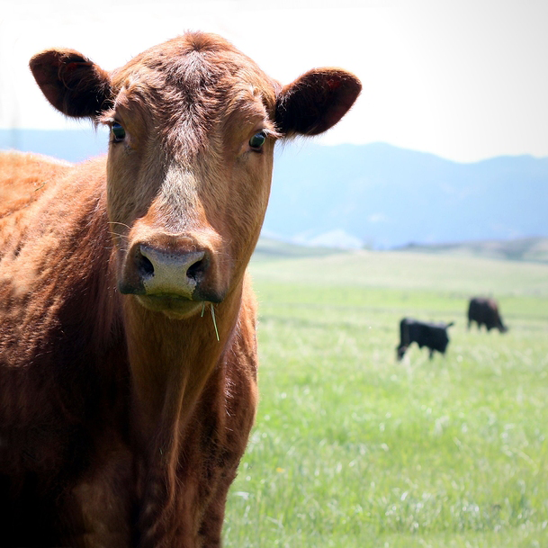 Got Raw Milk? Questions to Ask Your Farmer | I love raw milk and I personally believe it's one of the most nourishing foods. But I'm aware not everyone shares my enthusiasm. Like most things, intentionality and being an informed consumer plays a key role. Raw milk, unlike many foods, is remarkably safe to consume due to its highly probiotic nature. But, if it's produced, stored, or transported in unsafe or unclean ways, it may become unsafe to ingest. Here are a few questions you should ask to help you choose your raw milk source. | GNOWFGLINS.com