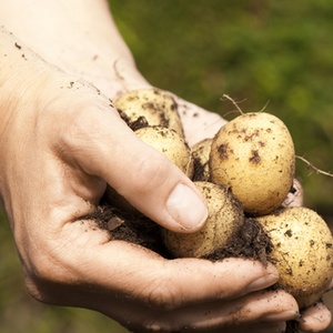 How To Homestead Without 100 Acres & A Cow | 'I really want to homestead, but we're waiting until we can afford to buy an acreage.' I hear that comment a lot, and here's my response: 'If you have a home, you have a homestead.' Today I will share ways you can start homesteading wherever you are, regardless of where you live or the resources you have (or don't have). | TraditionalCookingSchool.com