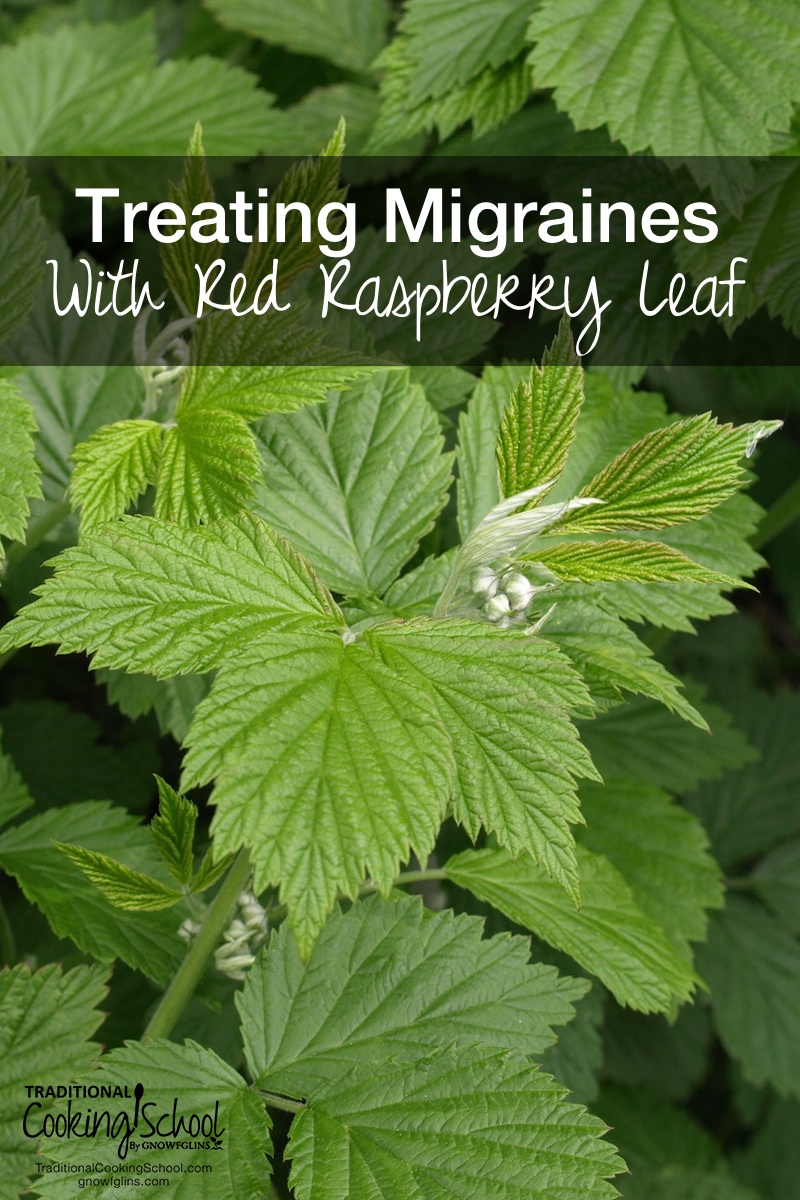 Treating Migraines With Red Raspberry Leaf | Migraines are no fun. When I suddenly began getting migraines, always around my period, a friend asked me if I'd been drinking red raspberry leaf tea. I hadn't! So I did an experiment. Could I use red raspberry leaf for migraines? I did -- and it worked! Here's how! | TraditonalCookingSchool.com