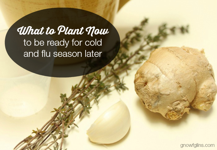 What to Plant Now to be Ready for Cold and Flu Season Later | Spring is here! With the cold of winter finally behind us, the last thing you are thinking of is the cold and flu season. However, a little thought and planning now can make for a garden full of natural healers when the coughs and sniffles return. | TraditionalCookingSchool.com