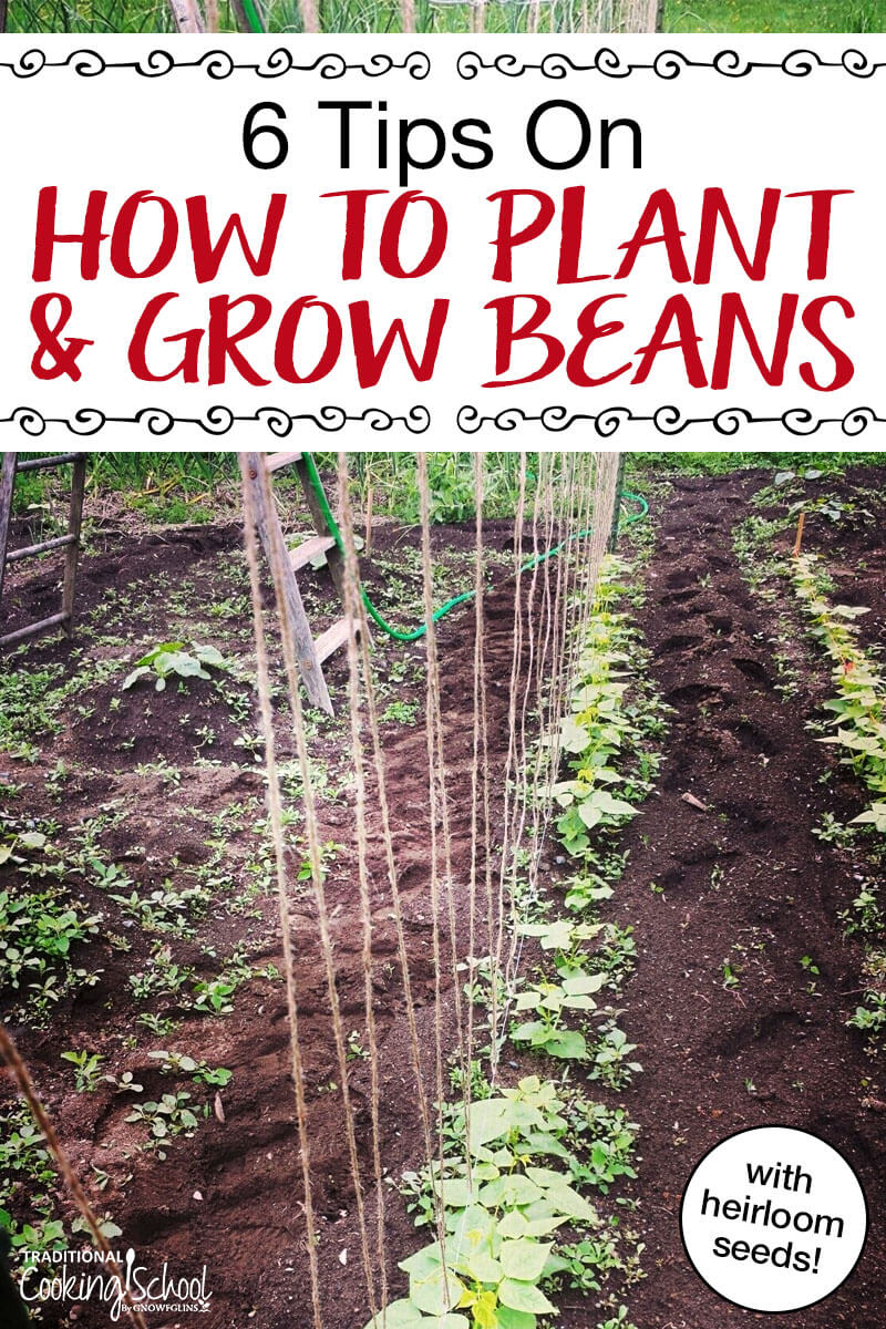 🌱 Prepping for Garden Success! 💦 Soaking these big bean seeds to