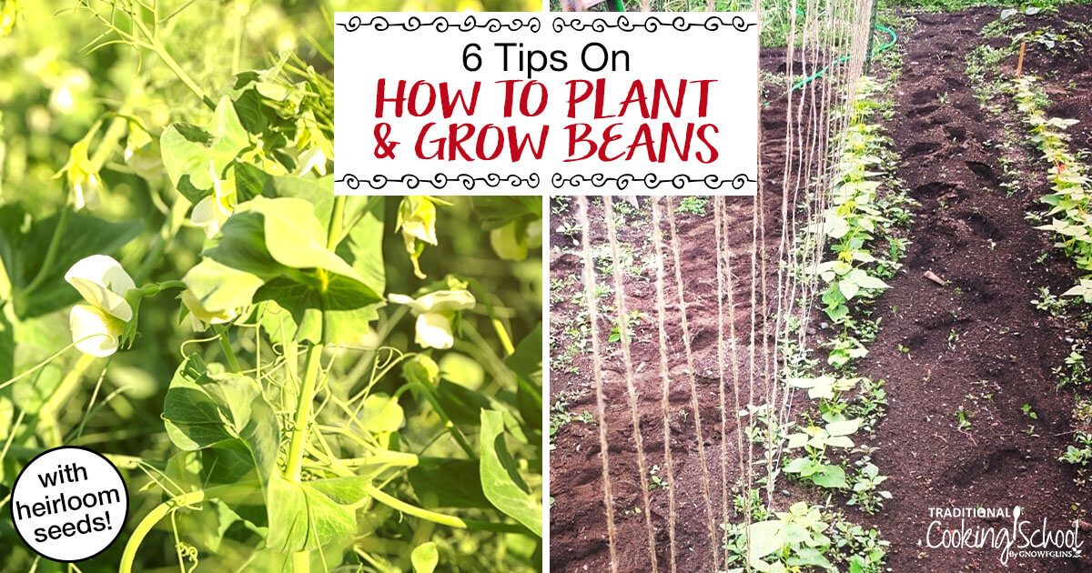 How To Grow Green Beans: 6 Tips