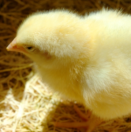 Caring for Young Chicks | Spring and summer are the perfect seasons to start thinking about chicks. Why not expand your homestead flock with some new little babies? Chickens are some of the easiest farm animals to raise, and even if you don't live in the country, some cities will allow homeowners to keep a small backyard flock. | GNOWFGLINS.com