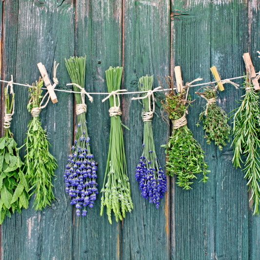 bundles of herbs drying from a clothesline