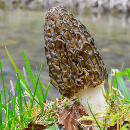 Foraging for Morels (and preserving methods)| Although we may still see a frost or two, spring has finally sprung here in northern Idaho. Our most favorite thing to do this time of year is forage for morel mushrooms! I'm thrilled to share our morel excitement with you (and I hope it's contagious) plus give you ideas for eating and preserving morels. | GNOWFGLINS.com