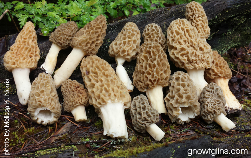 Foraging for Morels (and preserving methods)| Although we may still see a frost or two, spring has finally sprung here in northern Idaho. Our most favorite thing to do this time of year is forage for morel mushrooms! I'm thrilled to share our morel excitement with you (and I hope it's contagious) plus give you ideas for eating and preserving morels. | TraditionalCookingSchool.com