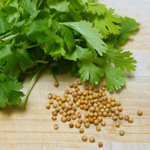 Spotlight on Herbs: Cilantro and Coriander | Cilantro has quickly become one of my favorite garden plants. It is incredibly easy to grow, and its beautiful leaves add a fresh burst of flavor to so many summertime dishes. Add its many health benefits and medicinal properties to the mix, and it's no wonder I grow this plant several of my gardens!| GNOWFGLINS.com