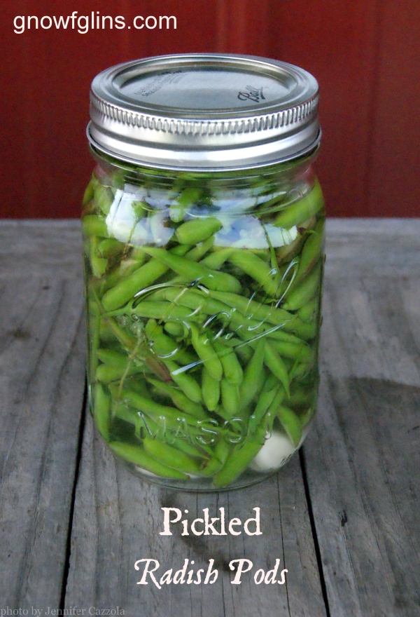 Pickled Radish Pods | Radishes are a favorite crop in our homestead garden. They are easy to grow and we enjoy the many heirloom varieties available. Occasionally I plant more than we can eat or harvest to preserve for later, so I allow them to go to seed. The radishes produce beautiful little flowers and seed pods perfect for a garden snack! | TraditionalCookingSchool.com