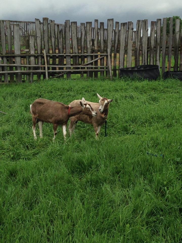 Nanny Goat Acres | Today you get to meet Cindy, Colin, and their four children. They are farming and homesteading on over 1000 acres in Canada raising cattle, goats, chickens, turkeys, horses and more. | TraditionalCookingSchool.com