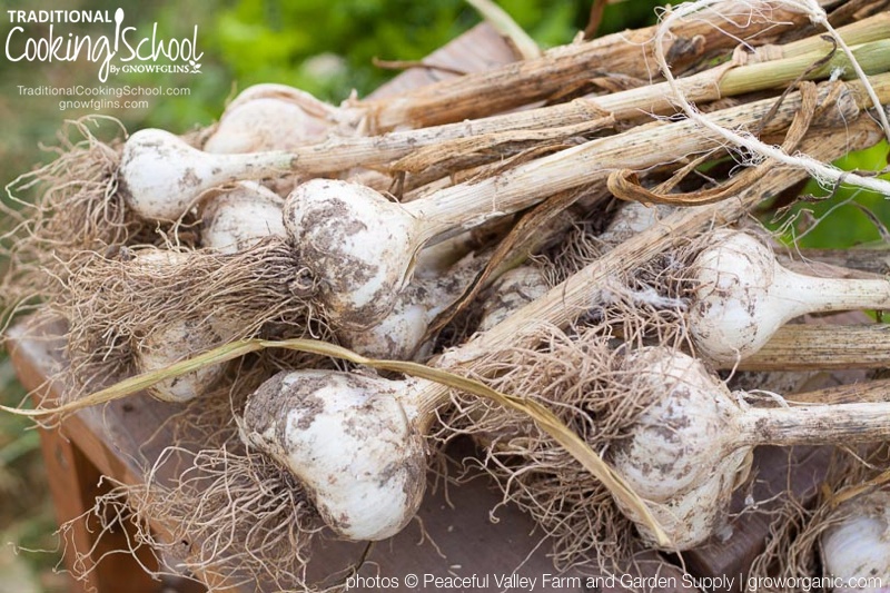 A Complete Guide To Growing Garlic {from planting to harvest} | Garlic is a flavorful cooking ingredient and healthful plant used all over the world. Although it is widely available in supermarkets, homegrown garlic surpasses its commercially-grown cousins in both variety and flavor. Here's how to plant, grow, and harvest garlic. | TraditionalCookingSchool.com
