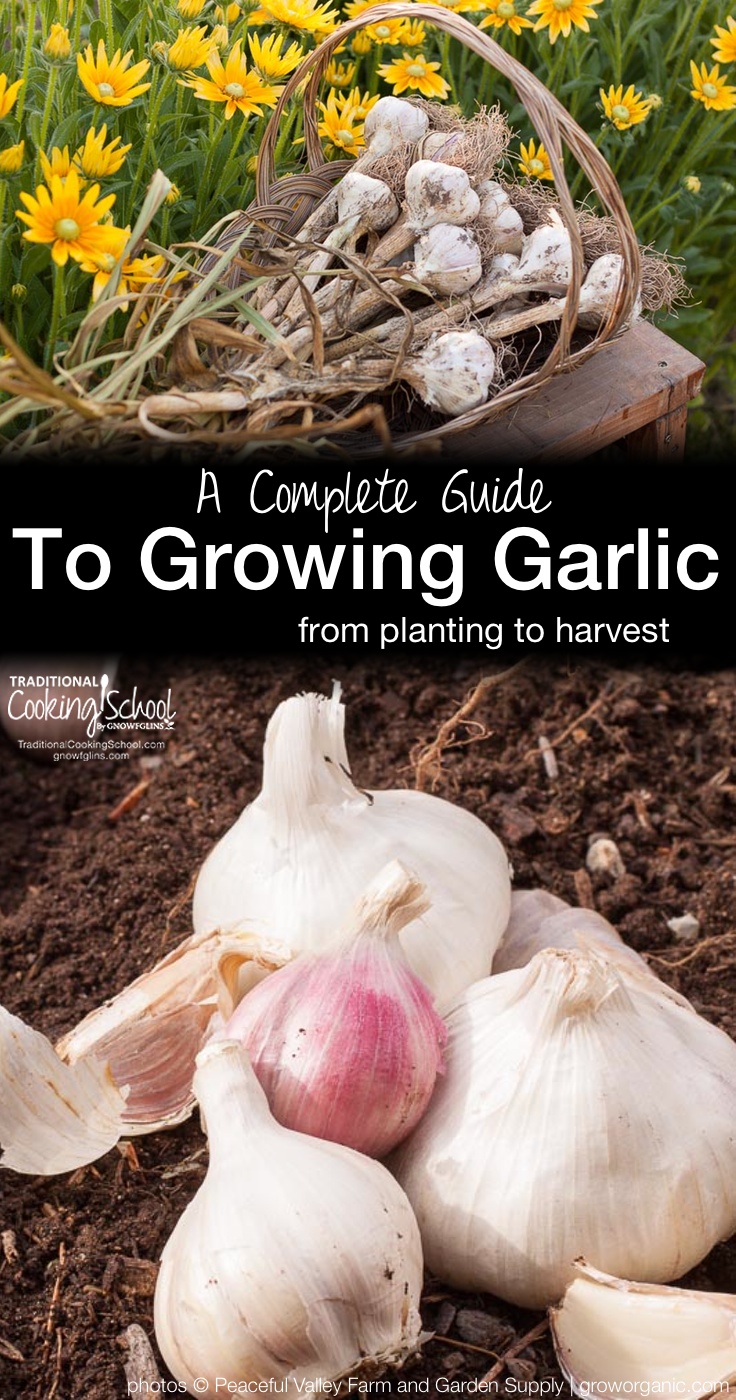 A Complete Guide To Growing Garlic {from planting to harvest} | Garlic is a flavorful cooking ingredient and healthful plant used all over the world. Although it is widely available in supermarkets, homegrown garlic surpasses its commercially-grown cousins in both variety and flavor. Here's how to plant, grow, and harvest garlic. | TraditionalCookingSchool.com