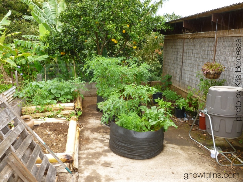 Homesteading in Hawaii | What can you grow in Hawaii? Why, tropical fruits! And Kris Bordessa is quite good at that -- plus chicken wrangling. She grew up on the mainland growing the usual summer crops but had to change gears completely when her family moved to Hawaii. On today's podcast, we talk about her homestead plus the local food community. | KnowYourFoodPodcast.com/80