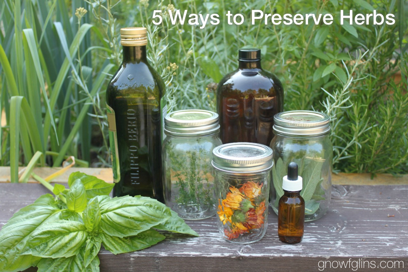 5 Ways to Preserve Your Herbs (plus easy pesto recipe) | Fall is just about here and many of us are busy preserving the summer harvest. While you are freezing, canning, and dehydrating fruits and veggies, don’t forget to preserve your herbs, too! Both medicinal and culinary herbs can be preserved in a variety of ways for use throughout the year. Here are 5 ways to preserve and store your herb harvest. | TraditionalCookingSchool.com