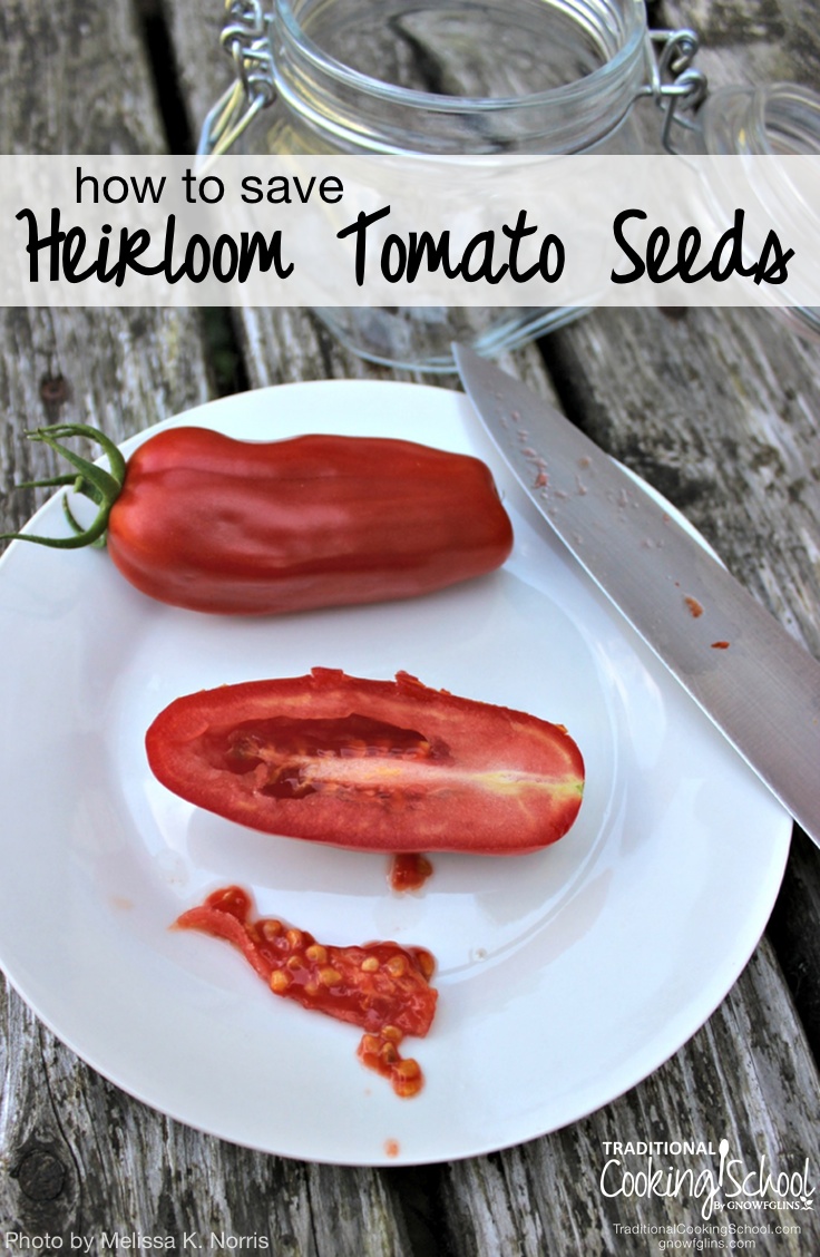 How To Save Heirloom Tomato Seeds Traditional Cooking School GNOWFGLINS main