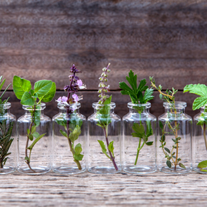 10 Herbs For Healthy Teeth & Gums + Make Your Own Natural Mouthwash | We all want healthy teeth and gums. But sometimes we brush, we floss, we eat healthy foods, and it still isn't enough. Maybe you just want a whiter, brighter smile, but want to avoid the ingredients in conventional products. Herbs to the rescue! These 10 herbs are healing and restorative, plus a recipe for herbal mouthwash. | TraditionalCookingSchool.com