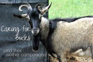 Raising Dairy Goats: Bucks, The Daddy Goat!